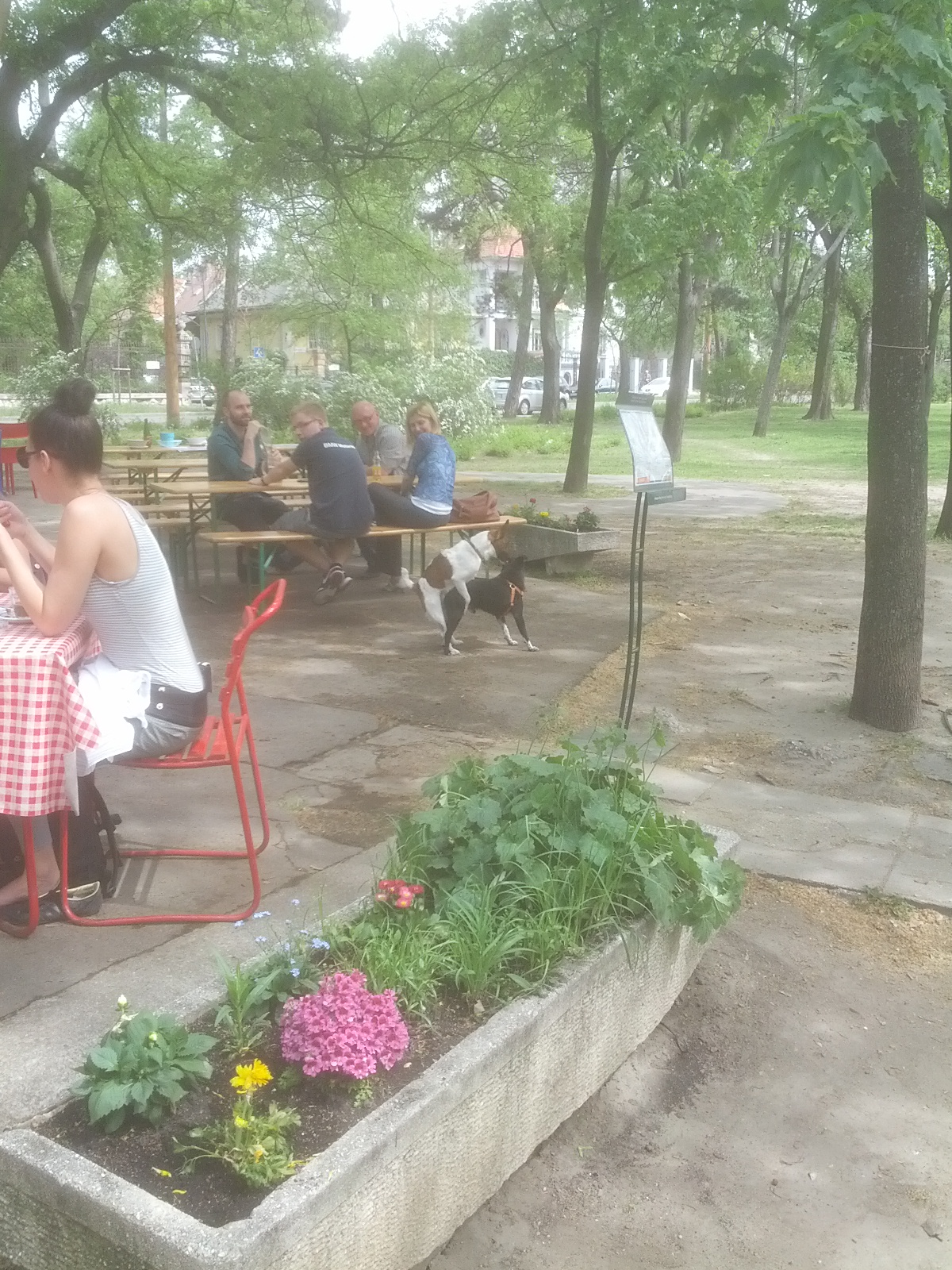 Dogs enjoying themselves. Apparently these were two male dogs... So uhh, I guess they were practicing for the real thing?