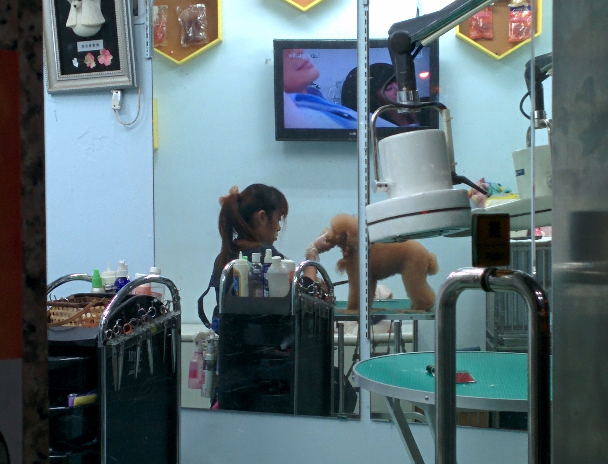 This dog was perfectly still and getting trimmed until another dog arrived and then they both went nuts