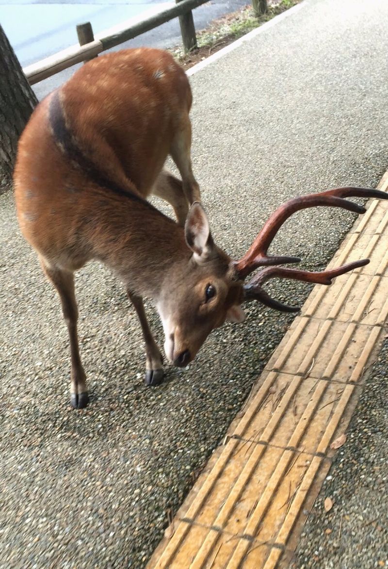 derp deer