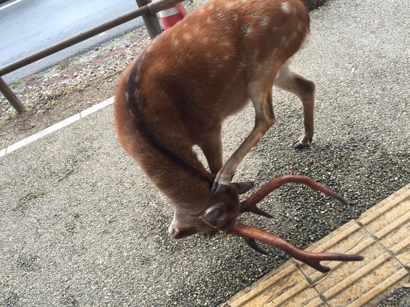 derp deer 2
