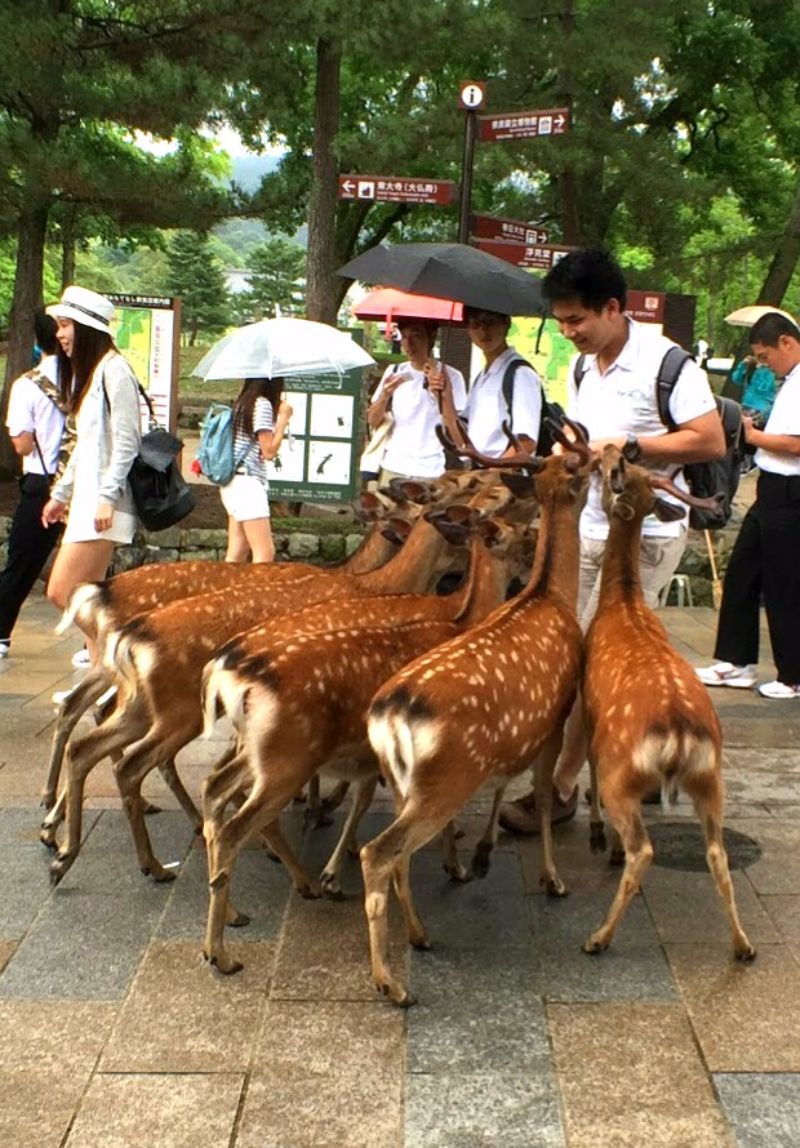 More Johnny deer pic