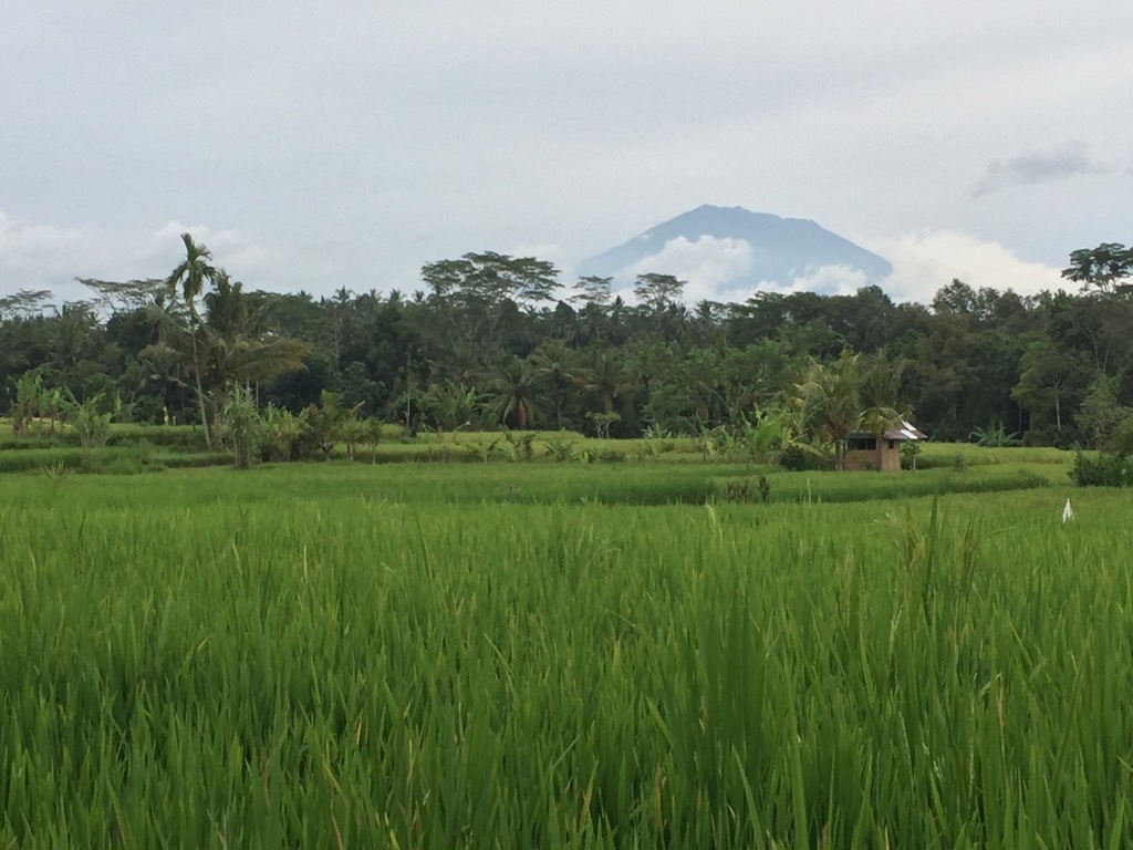 Rice paddy